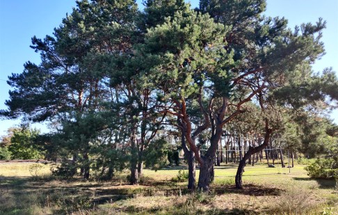parcel for sale - Szubin (gw), Zamość
