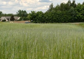 działka na sprzedaż - Sośno, Sitno