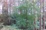 parcel for sale, 6 500 m<sup>2</sup> - Koronowo (gw), Lucim zdjecie7