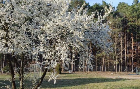 działka na sprzedaż - Osielsko